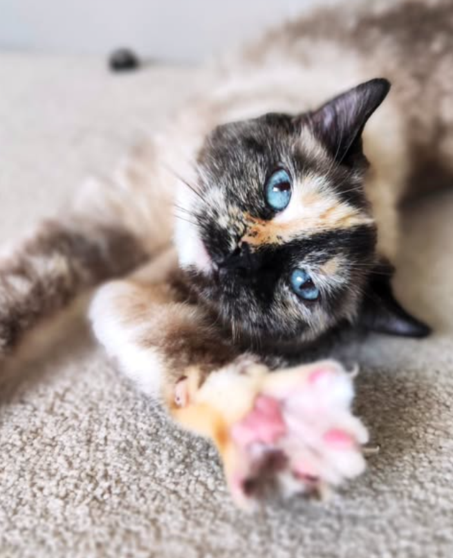 Pourquoi choisir Les Gardes de Tata Yo, pet sitter à Clermont-Ferrand ?