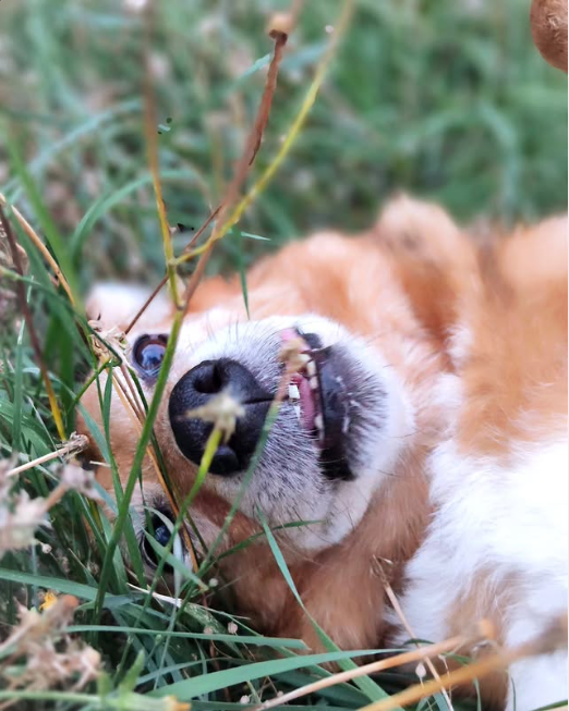 Vous travaillez à l’extérieur et votre chien est seul à la maison
